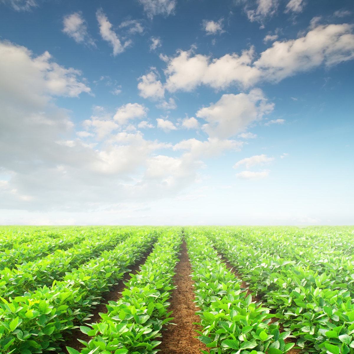 No Team Accountability